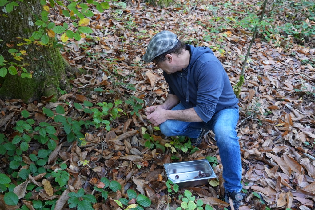 Markus Plein searching for mushrooms among autumn leaves